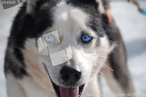 Image of Dog with blue eyes