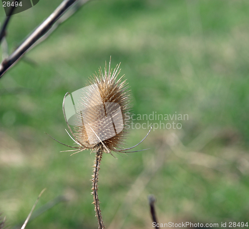 Image of thistle, egret