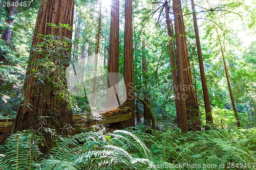 Image of redwood forest