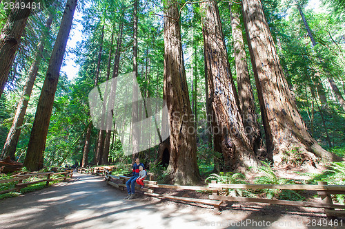 Image of redwood forest