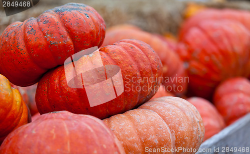 Image of pumpkin patch