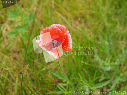 Image of Papaver flower