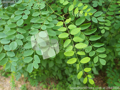 Image of Acacia leaf