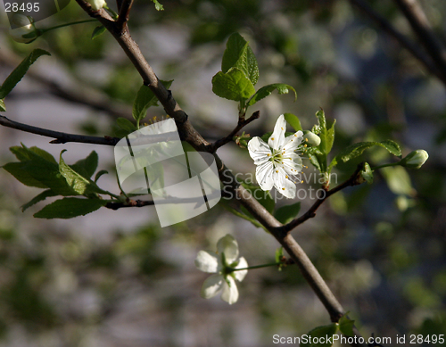 Image of plum-tree blossom