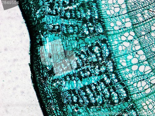 Image of Pine Wood micrograph