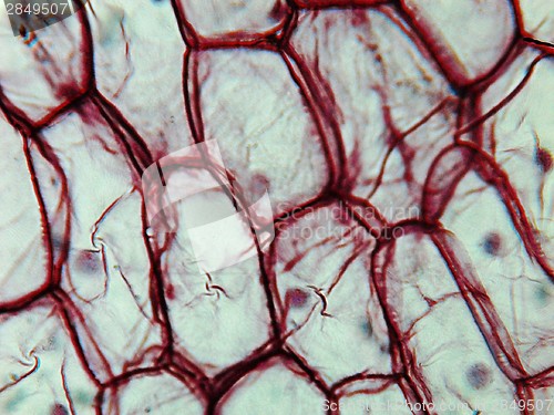 Image of Onion epidermus micrograph