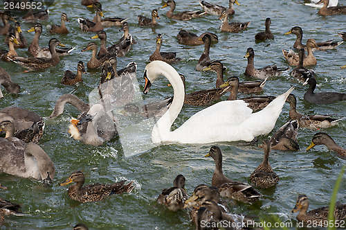 Image of Waterfowl