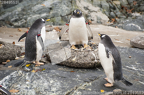 Image of Three penguins