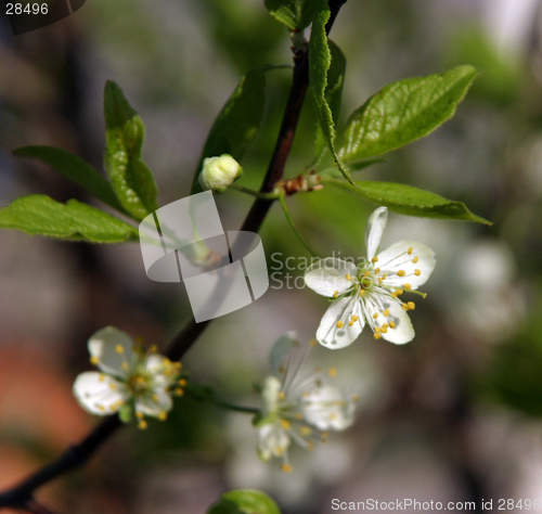 Image of plum-tree blossom