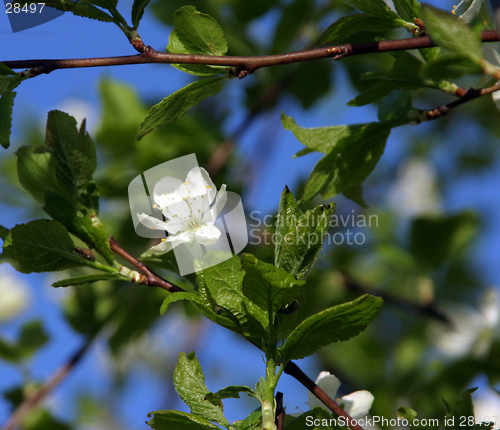 Image of plum-tree blossom