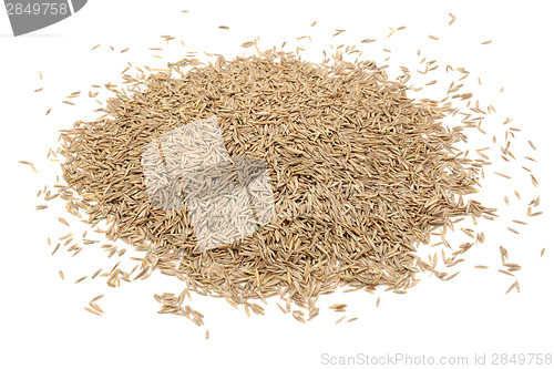 Image of Grass seed