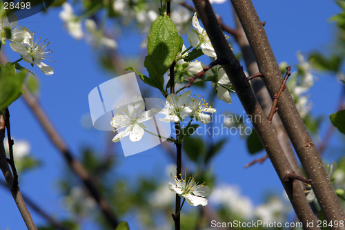 Image of cherry-tree blossom