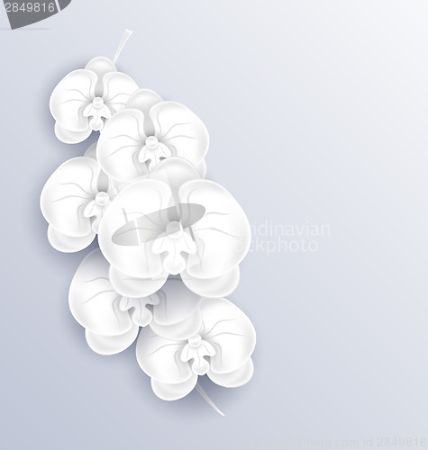 Image of Brunch of beautiful orchids ,paper craft, template with copy spa