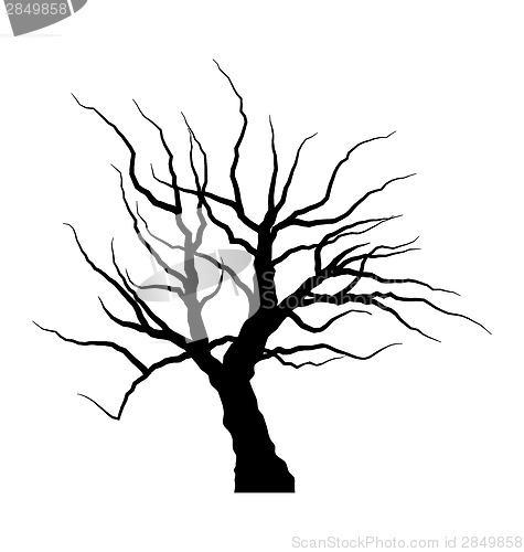 Image of Sketch of dead tree without leaves , isolated on white backgroun