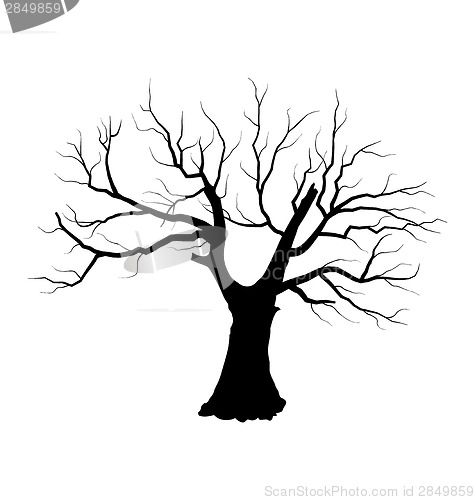 Image of Sketch of dead tree without leaves , isolated on white backgroun