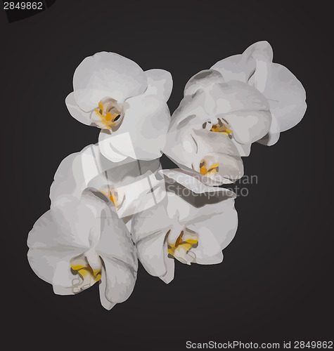 Image of Romantic beautiful orchids blossom, isolated on grey background