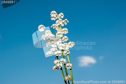 Image of Lily of the Valley - the symbol of spring, warmth, purity and tenderness 