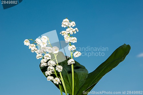 Image of Lily of the Valley - the symbol of spring, warmth, purity and tenderness 