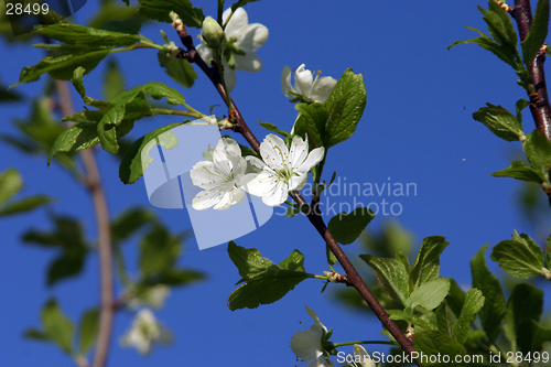 Image of plum-tree blossom