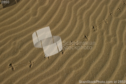 Image of Birdprints on beach