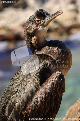Image of Black sea cormorant