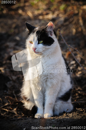 Image of stray cat