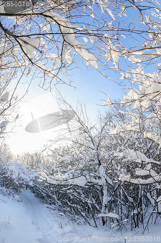 Image of Snow in the forest