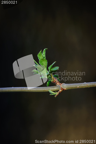 Image of fresh spring green bud 