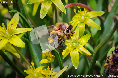 Image of honey bee at yellow gage flowers 