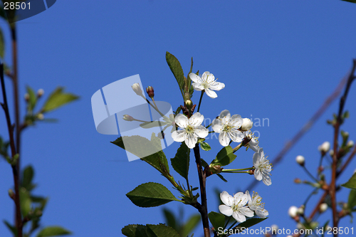 Image of cherry-tree blossom