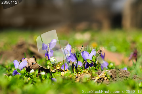 Image of spring ground violets flowers
