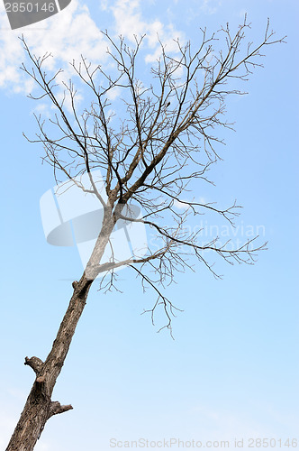 Image of Lonely bird on lonely bare tree