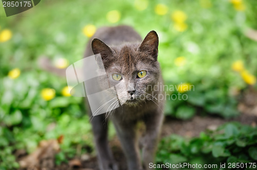 Image of stray grey kitten