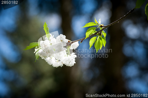 Image of blooming cherry branch