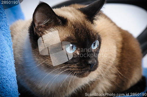 Image of siamese cat closeup