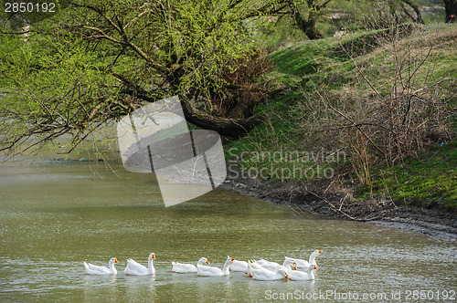 Image of geese on river