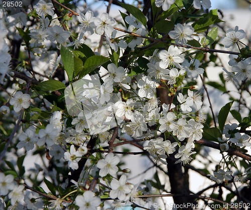 Image of cherry-tree blossom