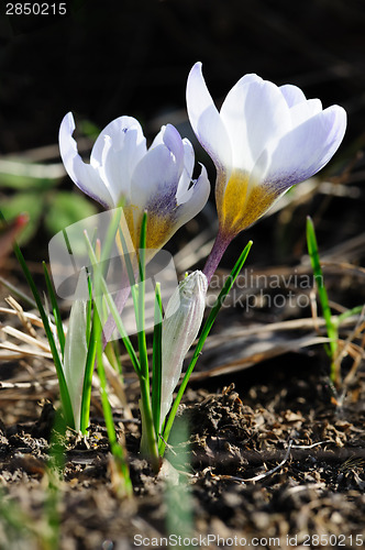 Image of crocuses