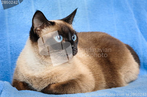 Image of siamese cat closeup