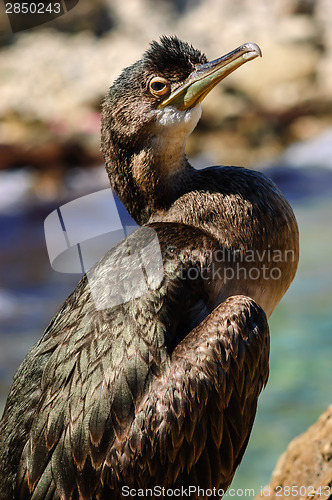 Image of Black sea cormorant
