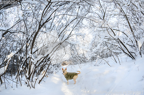 Image of Snow in the forest