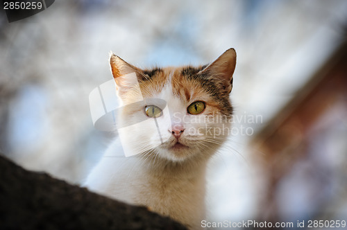 Image of stray cat