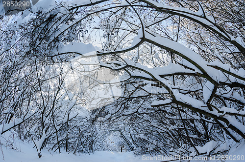 Image of Snow in the forest