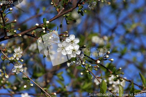 Image of cherry-tree blossom