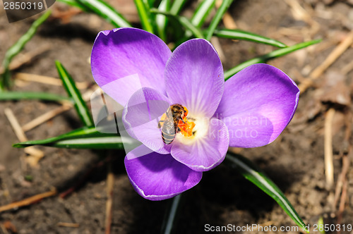 Image of honey bee at violet crocus flower