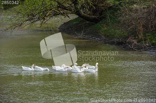 Image of geese on river