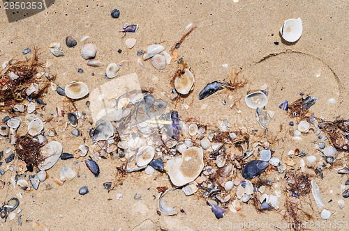 Image of Sea shells on beach sand