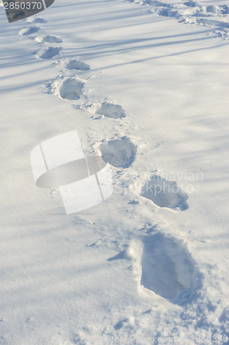 Image of tracks on the snow