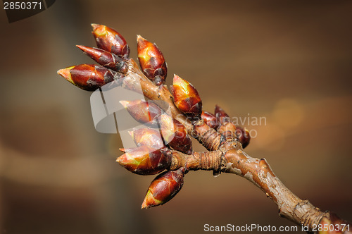 Image of spring twig with buds