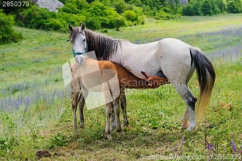 Image of Foal and his mother Horse, breastfeeding
